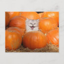 Search for thanksgiving cat postcards Halloween