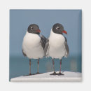 Search for gull magnets Birds
