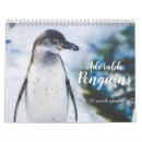 Search for penguins calendars Photographs
