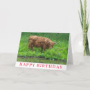 Search for scotland birthday cards Cow