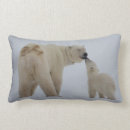 Search for bear cushions Walking