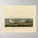 Search for plover posters Lithograph