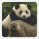 Search for baby loss stickers Ailuropodidae