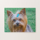 Search for yorkshire terrier puzzles Cute