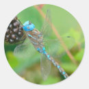 Search for colourful insect stickers Blue