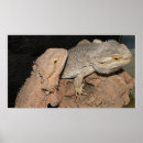 Search for bearded dragon posters Dragons