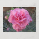 Search for carnation postcards Garden