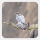 Search for falcons stickers Animal