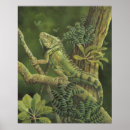 Search for lizard posters Rainforest