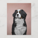 Search for bernese mountain dog cards Canine