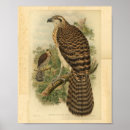 Search for goshawk Bird