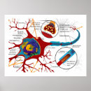 Search for nerve posters Neurons