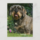 Search for dog and flowers postcards Canine photographer