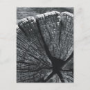 Search for woodgrain Photography