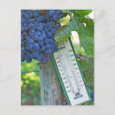 Search for merlot postcards French