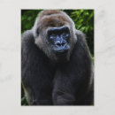 Search for gorillas postcards Wildlife