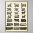 Search for vintage farm animal posters Pig