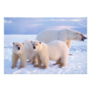 Search for sow art Cub