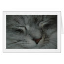 Search for maine coon Grey