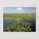 Search for sedge Cladium
