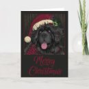 Search for black bear christmas cards Santa