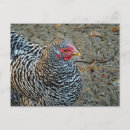 Search for hen postcards Chicken