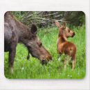 Search for moose mousepads Animal
