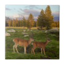 Search for meadow tiles Wildlife
