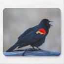 Search for blackbird electronics Songbird