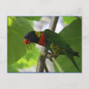 Search for rainbow lorikeet Exotic
