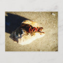 Search for hermit postcards Seashell