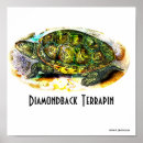 Search for diamondback Turtle