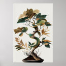 Search for sabi Plant
