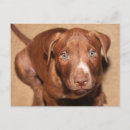 Search for puppy face postcards Adorable