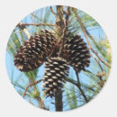 Search for pine cones stickers Nature