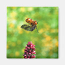 Search for ladybird magnets Close up