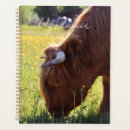 Search for highland cow office supplies Cows