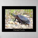 Search for turtle posters Photography