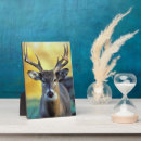 Search for danita delimont plaques White tailed deer