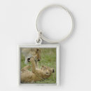 Search for predators key rings Cute