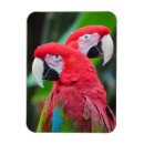 Search for two birds magnets Red