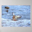 Search for three ducks posters Birds