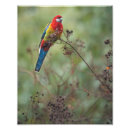 Search for rosellas posters Eastern