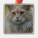 Search for vertical christmas tree decorations Outdoors