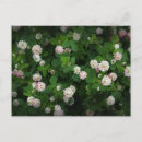 Search for 4 leaf postcards Lucky