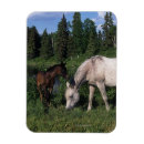 Search for maree magnets Equestrian