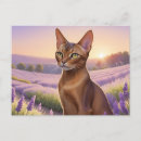 Search for abyssinian cat Pet
