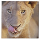 Search for male tiles Cub