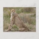 Search for acinonyx jubatus postcards Big cat