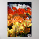 Search for liss posters Dutch